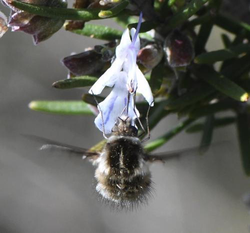 Bombylius analis